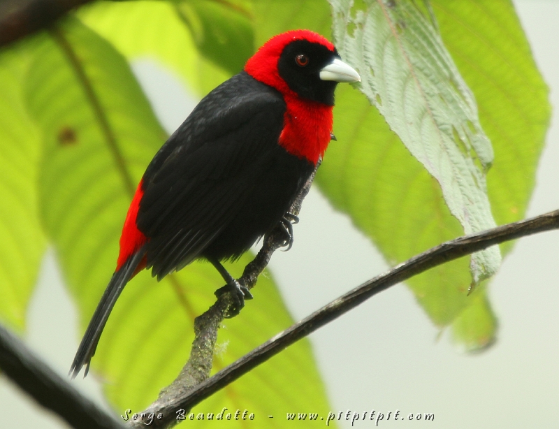 Nous n'étions même pas repus de cette première observation qu'un MAGNIFIQUE Tangara ceinturé vient lui voler la vedette!!! Quel contraste! Quelle flamboyance!!!