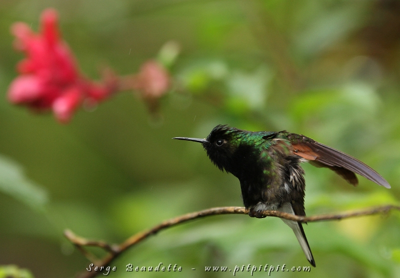 ...Et un colibri semi-endémique (dont la présence est partagée avec un autre pays!): le Colibri à ventre noir! ...Aussi petit, mais avec sa personnalité bien à lui!!!