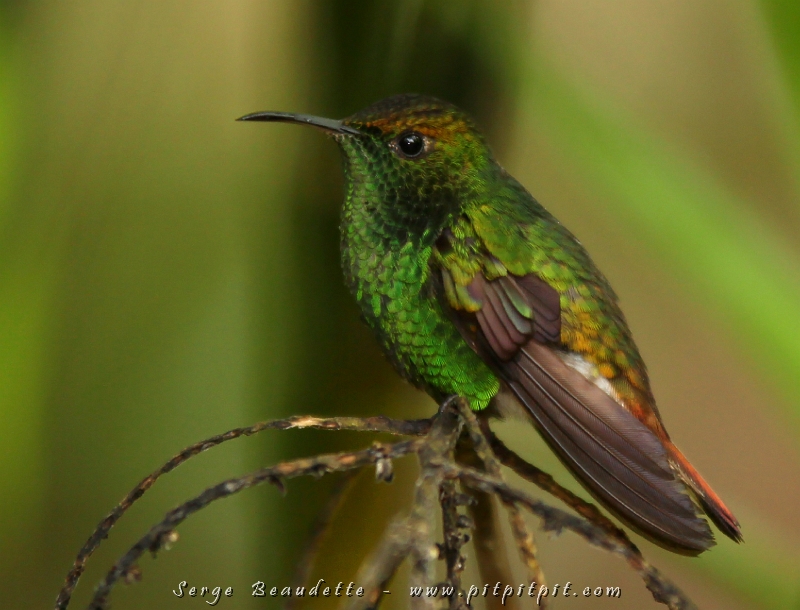 Nous sommes ici dans l'espoir... euh non! l'attente de voir 10 espèces de colibris, rien de moins!!! Parmi ceux-ci, notre premier endémique du voyage (espèce ne se trouvant qu'au Costa Rica) : le Colibri à tête cuivrée!!! ...Tout petit et vraiment mignon!