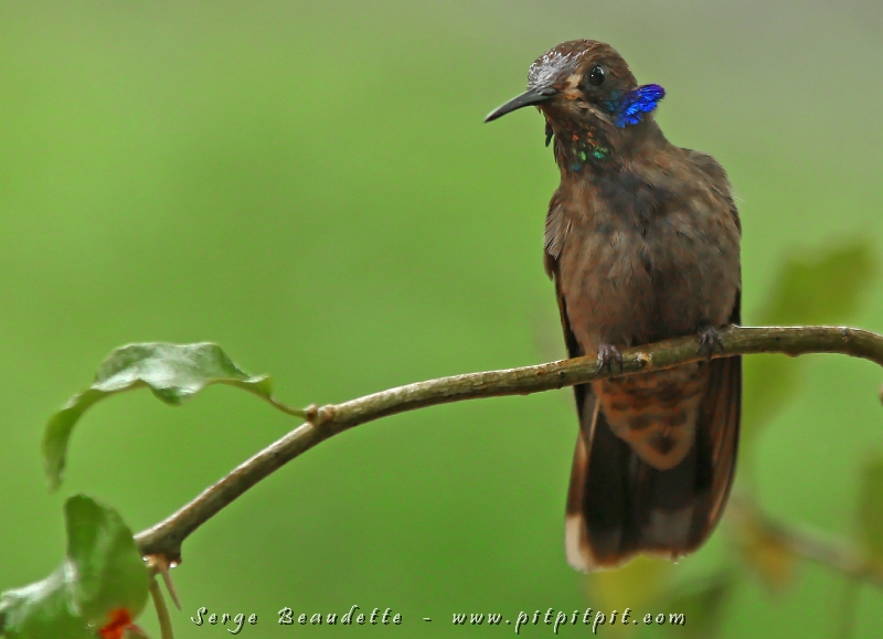 Un colibri que j'aime beaucoup... je crois, parce qu'au premier abord, il semble terne... du même coup, c'est le seul colibri brun! ...Mais quand on prend le temps d'observer, de contempler même, le Colibri de Delphine cache de magnifiques couleurs iridescentes, entre autres sur ses "oreilles" qu'il déploie lorsqu'il est en défense de son territoire!