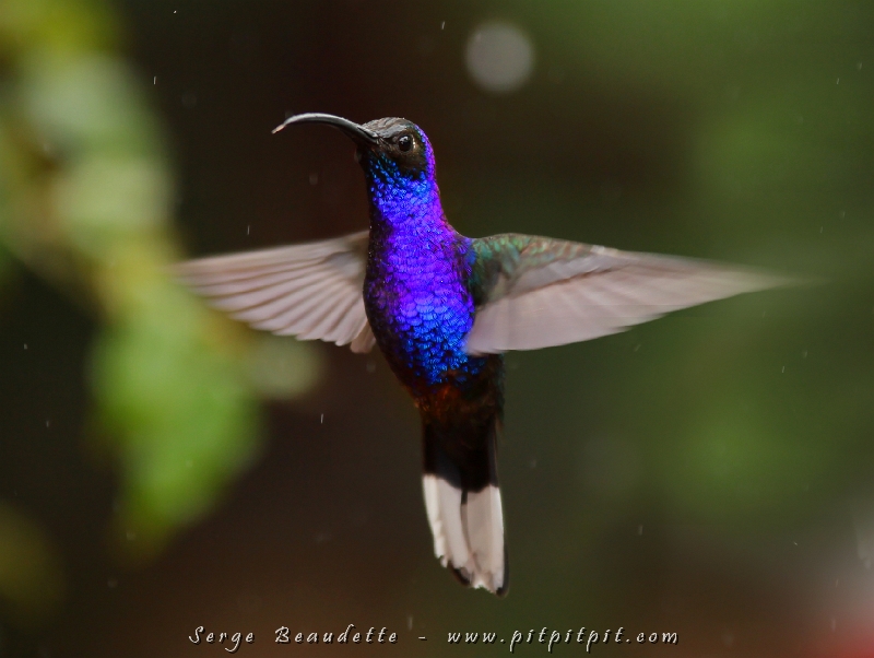 Mais la vedette chaque fois... celui qui génère le plus de "Oh" et de "Ah", c'est le gros Campyloptère violet!!! Avec la fine pluie du moment, les couleurs étaient profondes et limpides!