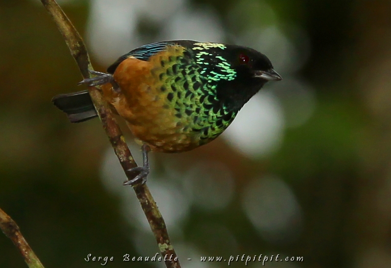 La pluie s'est intensifiée pour le diner... pour finalement disparaître avant la fin du repas! Directement de la terrasse, nous avons pu contempler ce chef-d'oeuvre vivant de la nature: le Calliste pailleté!