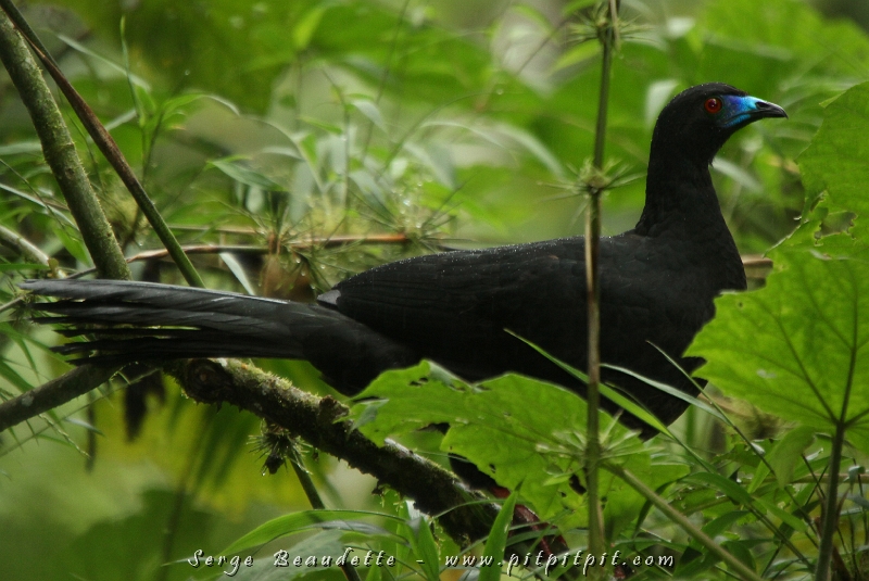 Nous avons terminé la visite avec deux GRANDES SURPRISES... des oiseaux qu'on ne voit pas à chaque voyage...  et surtout, jamais dans ces conditions! La première: la Pénélope unicolore!