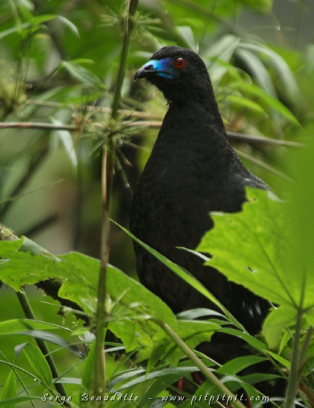 Cette Pénélope unicolore est venue juste devant nous à hauteur des yeux, manger des feuilles! Oui! De grandes feuilles! ...Possiblement pour "purger" quelque chose de son corps. Je n'avais vu cette espèce que de très loin et presque à la noirceur...