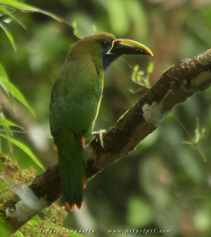Et notre 2e grande surprise, deux Toucanets émeraude!!! 