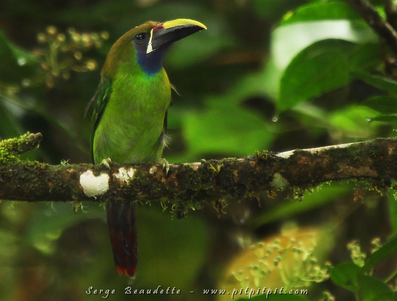 Nous étions tellement survoltés devant ces deux arrivées impromptues et aussi merveilleuses qu'inattendues qu'avec la pluie qui tombait finement mais constamment, un participant s'est échappé par un compliment à voix haute sur la température justement! ...À prime abord, ça pourrait sembler illogique, mais tous et toutes avons acquiescé parce que cette pluie donnait couleurs et mysticisme à la forêt, aux paysages, aux oiseaux!!! C'était partie prenante de ce moment de grâce, fondu avec celui-ci et indissociable!