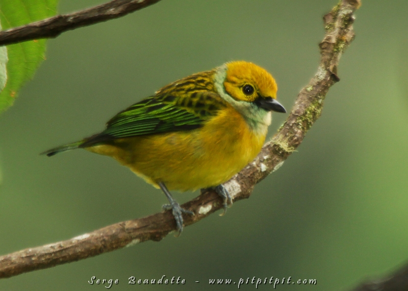 Déjà, juste à notre hôtel de transit, en attendant le déjeuner, nous avons vu plusieurs espèces! ...Mais le Calliste safran est notre premier oiseaux de notre site principal de la journée!!! Nous ne le verrons presque pas ailleurs, mais il est présent par dizaines ici! Youppi! Des dizaines de premières fois chaque fois qu'on le voit!