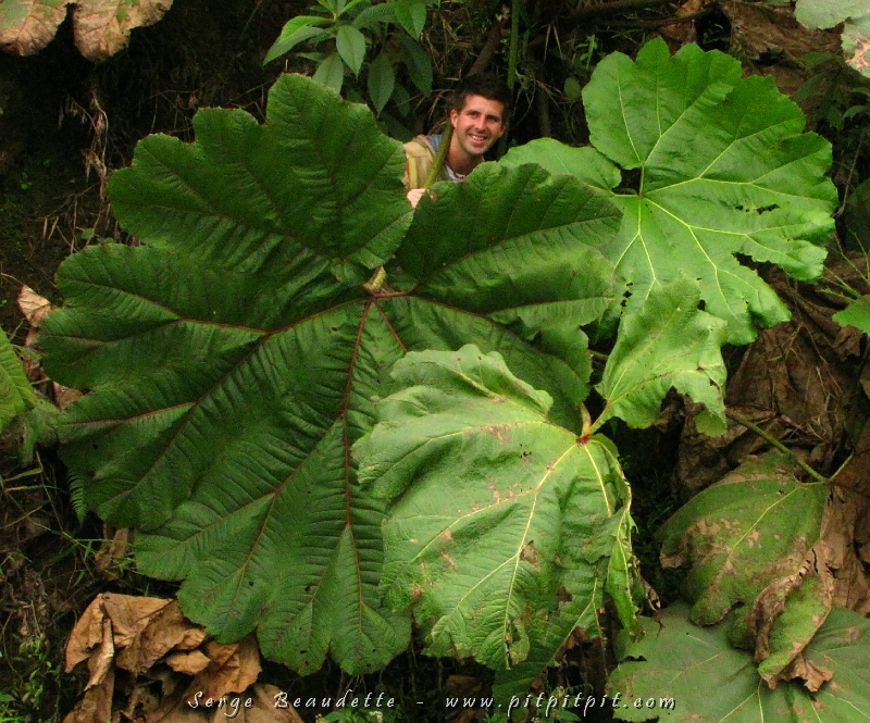 ...Ça y est!!! Le 3e voyage au Costa Rica de cet hiver vient de débuter! 6e voyages en 3 ans ici! ...Si le reste de cette expédition est à l'image du jour, ÇA PROMET!!! L'Abondance!!! ...Cette feuille de "Gunera" (parapluie du pauvre) en est un symbole parfait!!! 