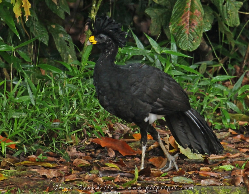 Arrivée à la station biologique La Selva à 6h40! ...En presque moins d'une heure, j'ai revu 4 oiseaux que j'avais vu pour la toute première fois durant le voyage de février dernier! Déjà d'en voir 4, c'était quelque chose!!! Mais de les revoir pour la 2e fois, tous en 1 heure, AYOYE!!! Un couple de Grands Hoccos, avec une coiffure incomparable était déjà la 2e de ces 4!