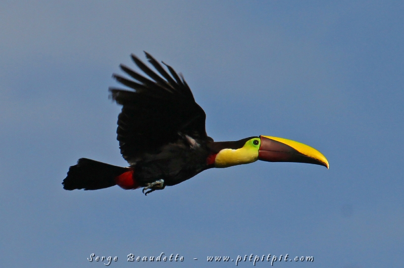 En moins de temps qu'il faut pour le dire (pour vrai!), 3 espèces de Toucans!!!!! ...Le plus gros, le Toucan tocard qui a beaucoup impressionné les visiteurs que nous étions!