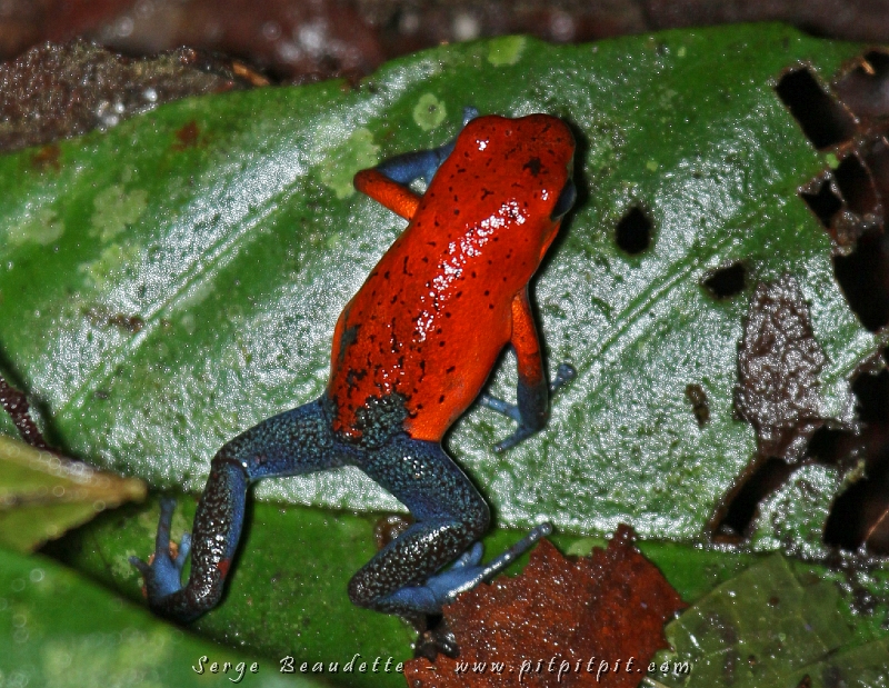 Paradis de la Dendrobate fraise (Blue jeans frog), cette rainette de la grosseur de l'ongle d'un doigt a beaucoup de personnalité!