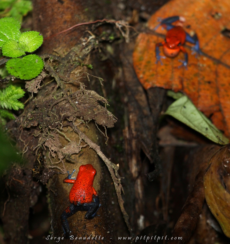 Ici, deux Dendrobate fraise (Blue jeans frog), se font face... la deuxième étant en train de chanter son amour, la gorge toute déployée!