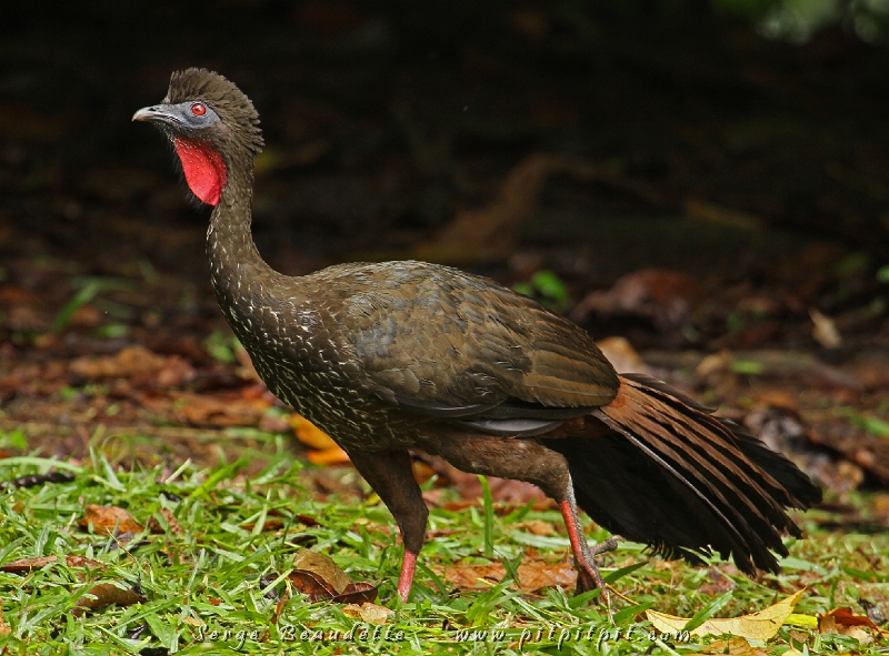 De la même famille que la Pénélope unicolore d'hier, la Pénélope panachée, le plus gros oiseau que nous verrons, est d'une agilité incomparable en vol et dans les arbres, et même d'une grande discrétion... ce qui ne va pas de soi!