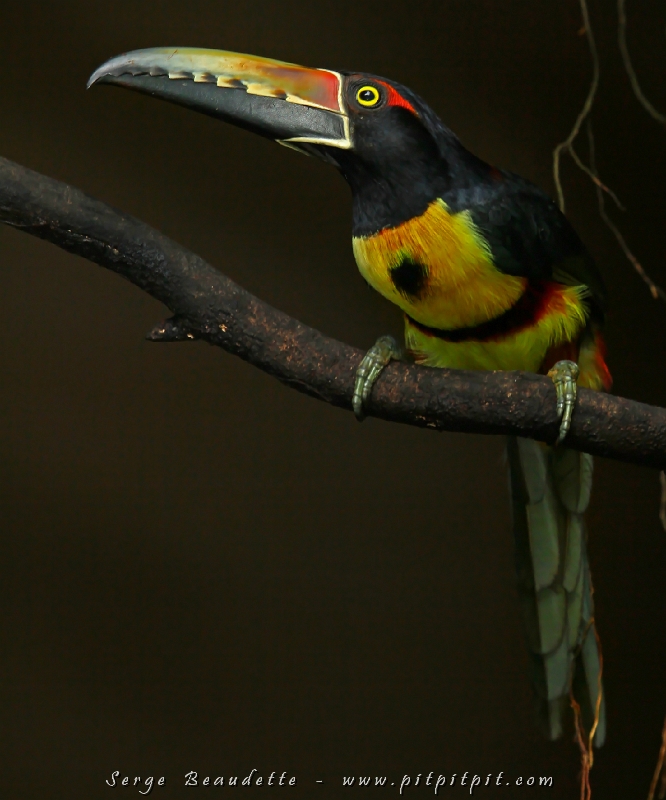 Un diner dont les participants se souviendront très longtemps! Un endroit où il est vraiment difficile de manger... constamment dérangé par les multiples oiseaux hyper colorés qui pavanent devant nous, VRAIMENT près!!! Ici, l'Araçari à collier dont je suis arrivé à photographier le visage en gros plan!