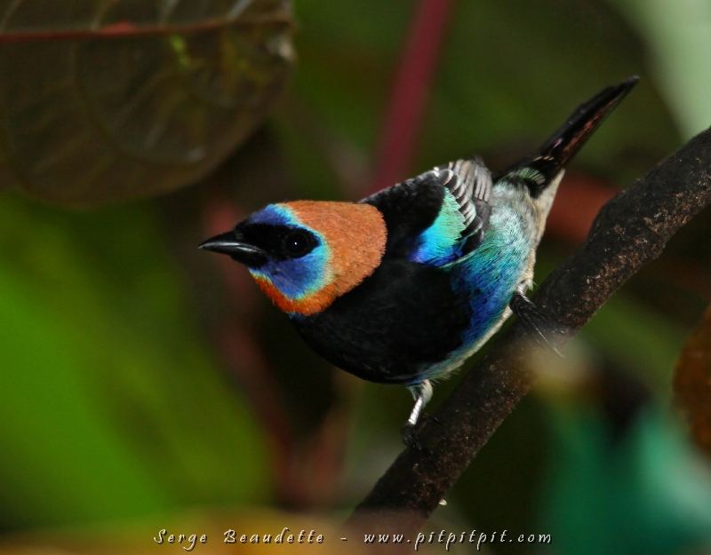Les oiseaux s'alternent de façon étourdissante! Ce Calliste à coiffe d'or que nous verrons à quelques endroits aujourd'hui sera une des plus grandes vedettes du jour!