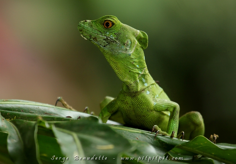...Pour nous distraire des oiseaux, un beau Basilic vert! Un lézard surnommé "Jésus Christ" puisqu'il peut courir sur l'eau!!! Magnifique créature!