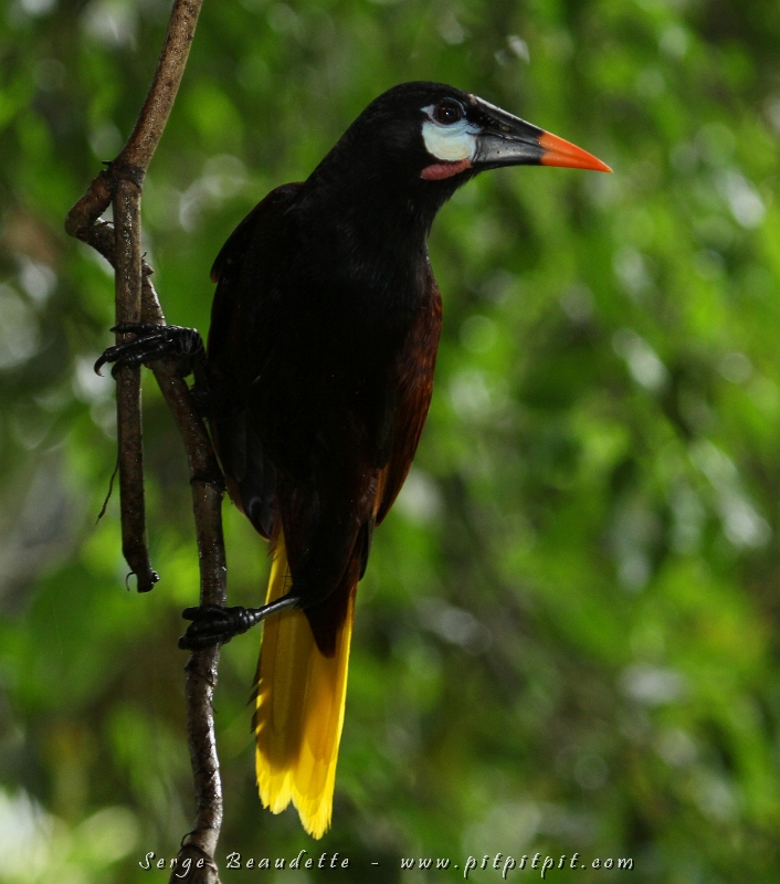 Un oiseau presque aussi gros, que certains regrettaient de ne pas avoir encore vu alors que c'était fait pour la plupart des autres... Là, nous avons été exaucés au centuple par l'observation de quelques Cassique de Montezuma collés sur nous!