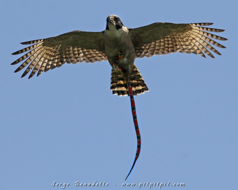 L'OBSERVATION DU JOUR!!!! ...Des voyageurs ont vu rapidement un oiseau de proies se percher très loin, sans plus de détails... Plusieurs minutes plus tard, il décolle de l'arbre où il était invisible pour s'en venir tout droit vers nous!!! ,,,Quelque chose traîne dans ses serres...