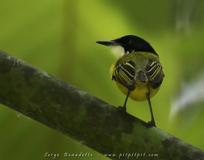 Alors que nous voyons souvent son petit cousin, le Todirostre familier, aujourd'hui, nous avons eu une très belle observation du Todirostre à tête noire!!! Très mignon avec sa tête disproportionnée, sur un tout petit corps! ...On dirait un oiseau de bandes dessinées!