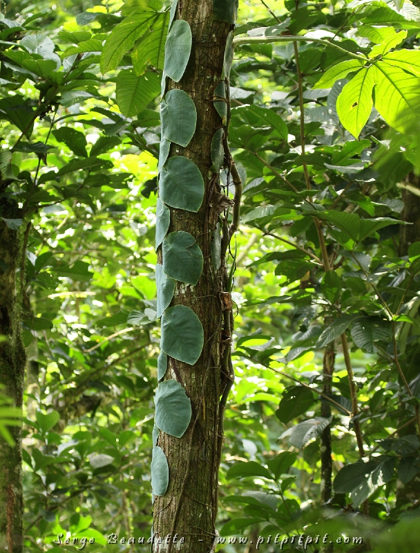 Les Philodendrons, poussent sur les arbres, au départ, comme un "tatoo"! ...Quand ils se sentent assez forts, il pousseront en feuilles plus grandes et en s'éloignant de l'arbre! ...À ce moment, plus semblables aux à nos plantes d'intérieur! Ça ressemble aux transitions de nos vies: de la dépendance de l'enfant sous les jupes de sa mère... à l'autonomie et l'épanouissement de l'âge adulte...