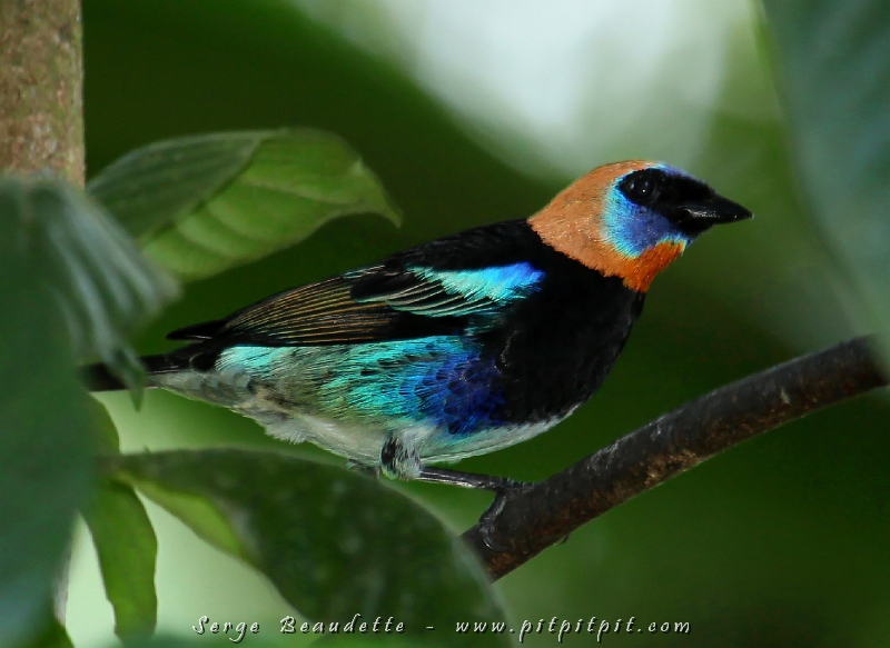 Quel oiseau ce Calliste à coiffe d'or!!! ...Je n'ai rien à ajouter votre honneur!