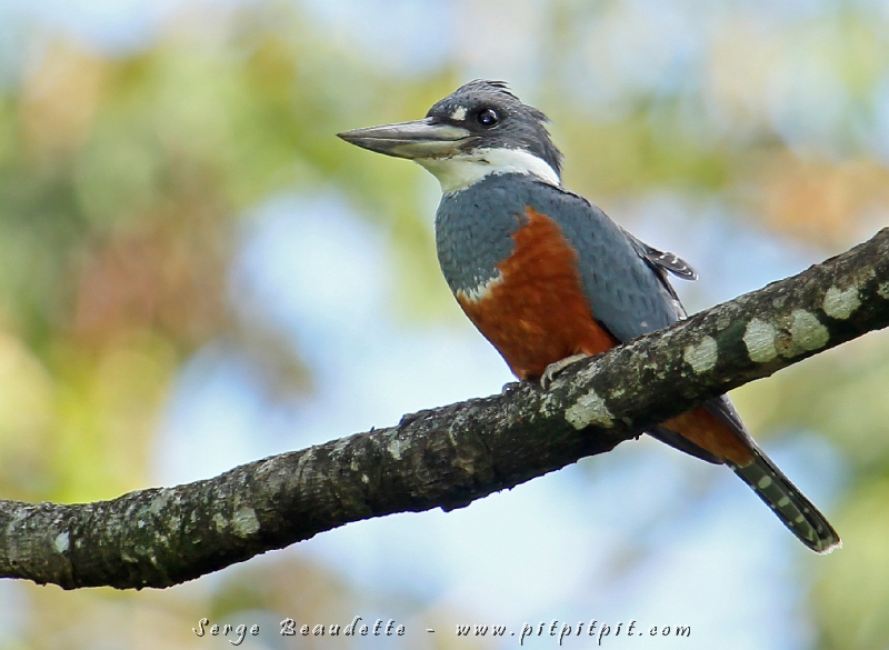 Tout de suite en partant sur la route, la vie nous sourit... et les OISEAUX AUSSI!!! Ce "souriant" Martin-pêcheur à ventre roux est juste sur le bord de la route, en pleine forêt! ...Mais le lac Arénal, à vol d'oiseau, n'est pas très loin... Ça reste quand même surprenant quand on ne s'y attend pas!!!