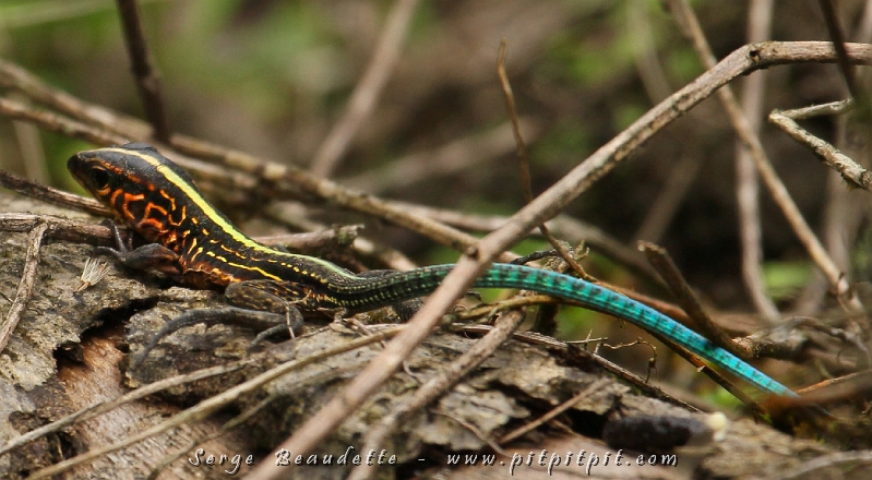 Pour toi mon beau William (mon fils qui adore les reptiles et amphibiens!) Ce petit "Fouette-queue" multicolore!!!