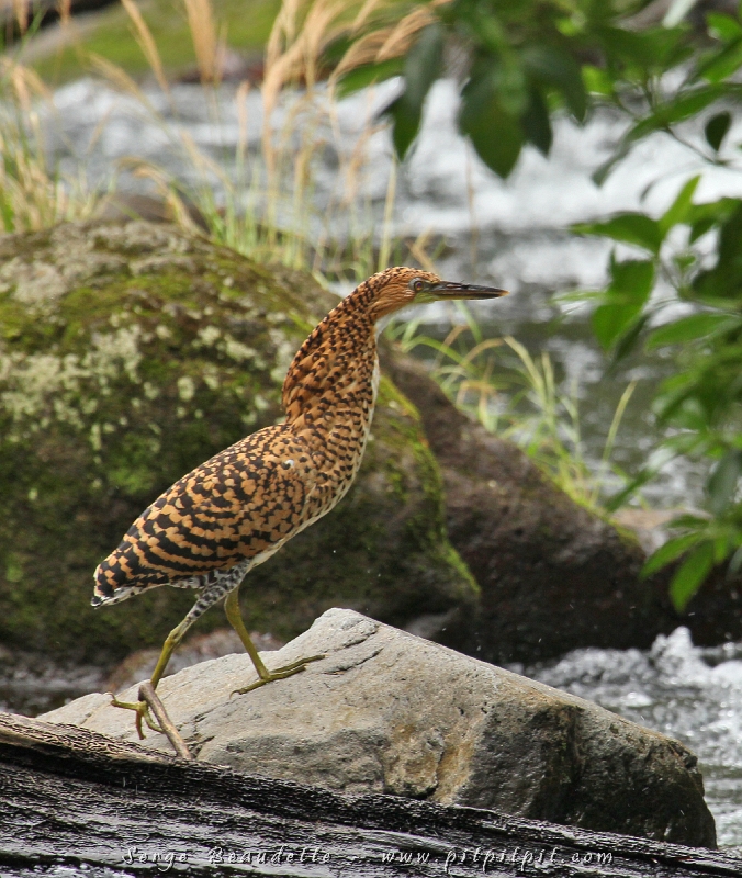 Alors que je l'ai vu pour une première fois au voyage de février, dans ce voyage, c'est ma 3e observation de l'Honoré fascié! Un oiseau très gracieux! de la famille de notre butor!!
