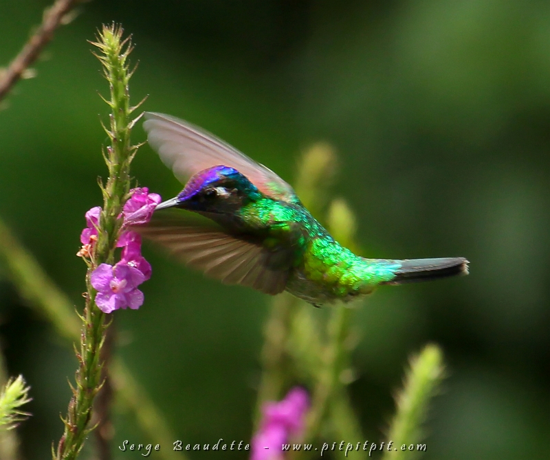 Un p'tit nouveau colibri, ici près des Volcans Tenorio et Miravalles, le Colibri à tête violette! Il vol toujours avec le corps en  forme de "sourire"!