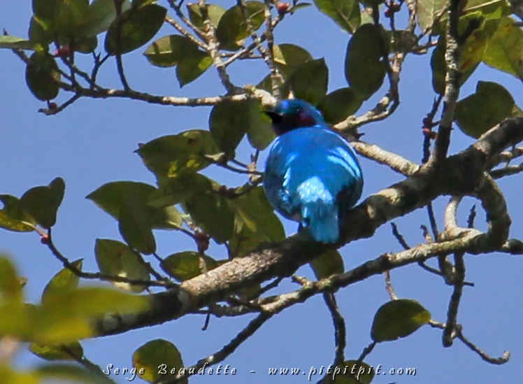 L'Observation du jour... et sans doute l'Observation du voyage, avec un grand "O"!!! Le Cotinga céleste!!!!!!!!!!!!!!!!!! En anglais, Lovely Cotinga... Un oiseau que j'espérais voir... dans mes rêves seulement! Nous l'avions attendu 1h30 en décembre parce qu'un guide l'avait vu 2 jours avant dans un figuier... (suite)