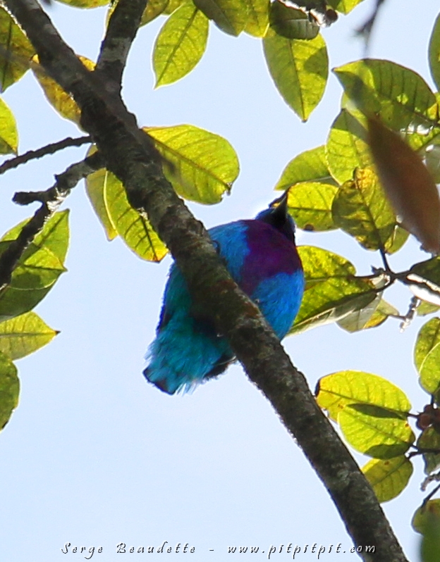 La qualité des photos laisse à désirer parce que cet oiseau se tient très haut et que la lumière était difficile (mais si vous saviez comment ça ne me dérange pas!!!!) ...Le Cotinga céleste est l'Oiseau que j'avais remarqué le premier jour que j'ai ouvert mon guide du Costa Rica!!! ...Ne sachant pas que c'était hyper difficile à voir... Tout s'est passé à 100m de notre observation de l'Aigle orné en février!