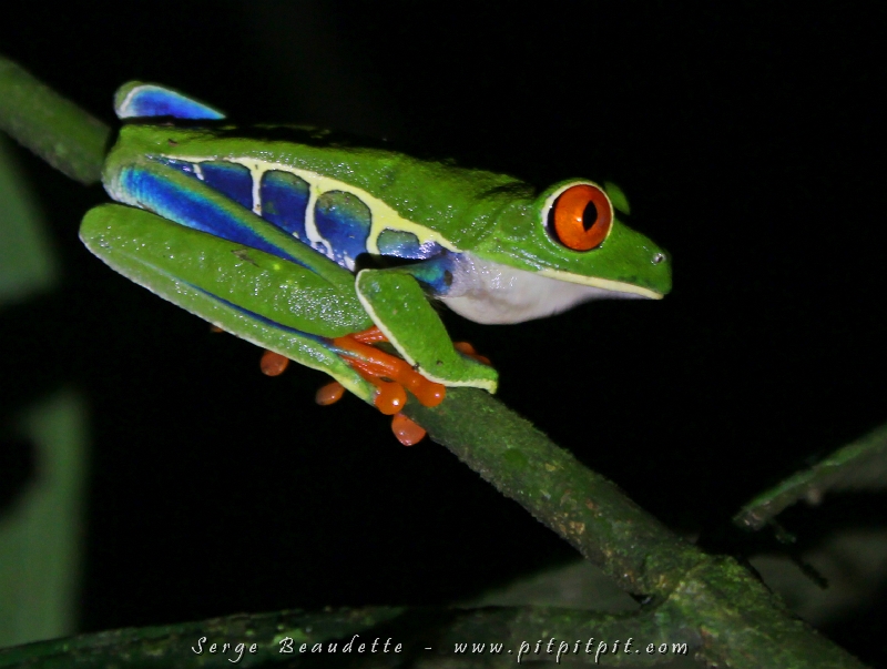 Après le souper, à la noirceur, nous sommes aller explorer pour trouver des grenouilles! Nous avons trouvé cette belle Grenouille aux yeux rouges "scotchée" sur sa branche! Ce sont des grenouilles arboricoles!