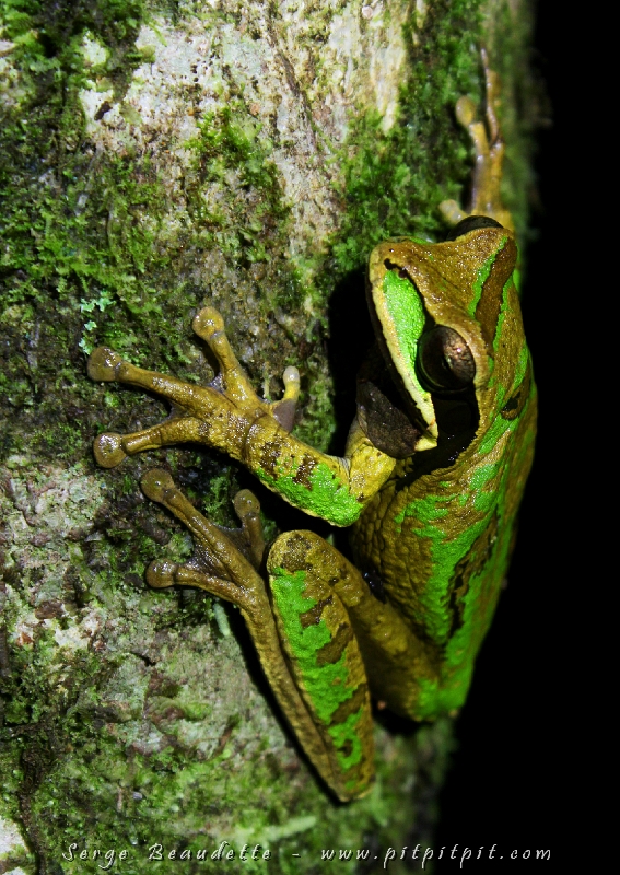 Comme toutes les grenouilles arboricoles, la Smilisca masquée est équipée de ventouses qui lui permettent de monter sur n'importe quelles surfaces!