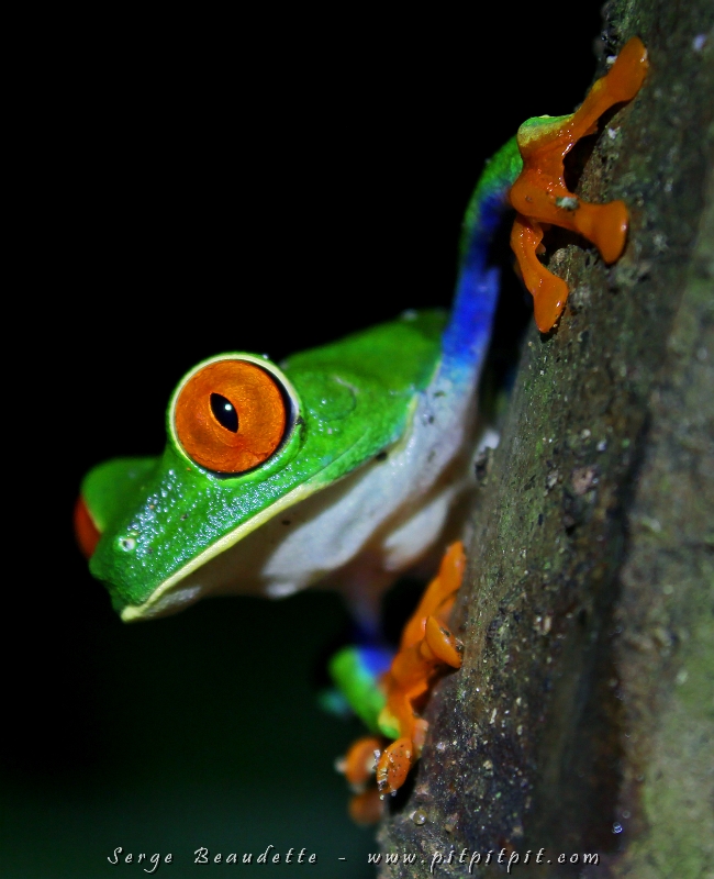 Un p'tit coucou de la part de la Grenouille aux yeux rouges!