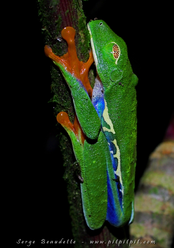 Ici, une Grenouille aux yeux rouges s'Est endormie!!! Regardez bien ses paupières sur la prochaine image...