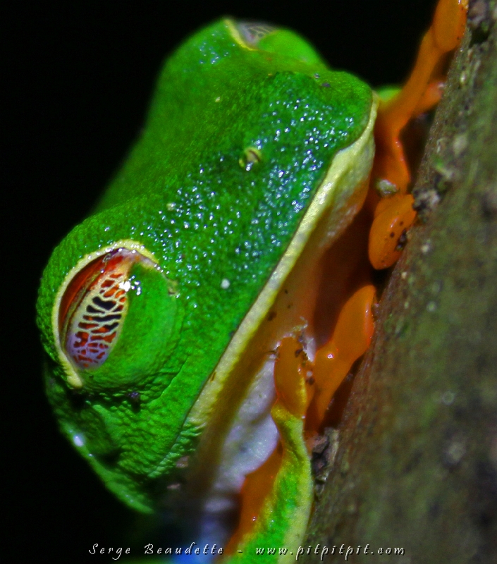 C'est la première fois que je vois les paupières d'une Grenouille aux yeux rouges! Ce sont des paupières trouées avec des motifs!!! Ce qu'on voit de rouge, ce sont ses iris à travers!!! Incroyable! La nature me surprendra tellement toujours... et encore... et à jamais... éternellement!