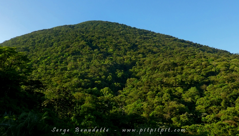 Si je ne le vivais pas chaque fois et que je ne le voyais pas de mes propres yeux, j’aurais du mal à croire ce que je vais vous raconter... Ici, je vous montre la forêt du versant Caraïbes, le versant humide avec sa forêt luxuriante... (suite...)