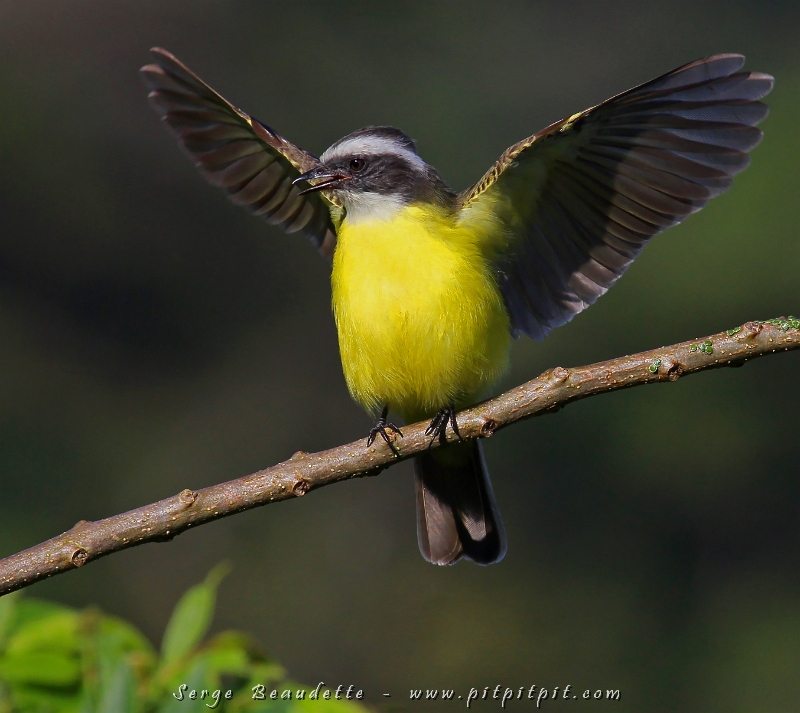 Une espèce très commune qu’on voit chaque jour, le Tyran sociable! Quand les oiseaux sont communs, on leur porte souvent moins d’attentions... pourtant, ça n’enlève pas leurs qualités!!!