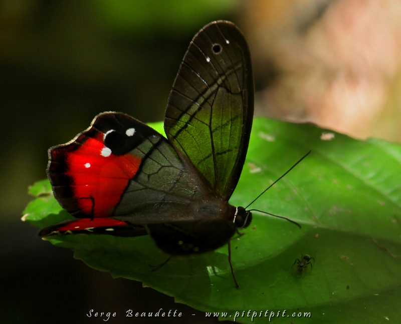 Un magnifique papillon observé dans une des plus belles forêts du voyage!