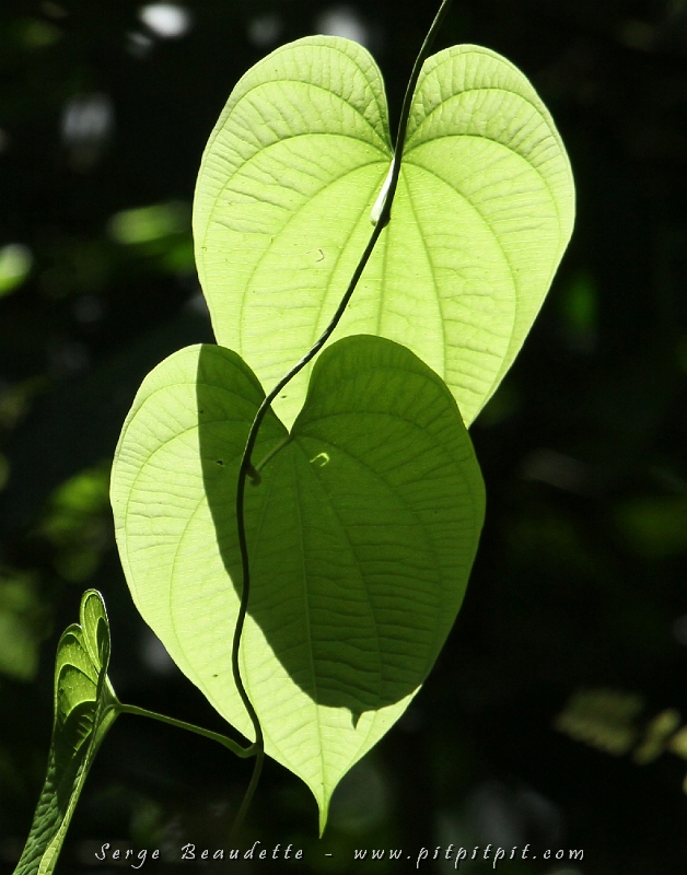 C’est ainsi que se termine cette autre magnifique journée au paradis! Demain, d’autres spécialités de la forêt tropicale sèche, espérons-le! Et je vous laisse avec une petite photo d’une nature poétique encore...