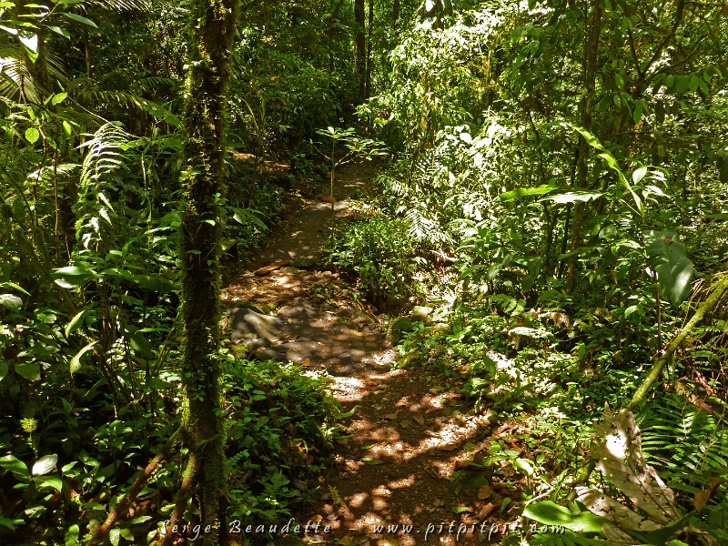 Ici, nous visitions la forêt tropicale humide de moyenne altitude, une forêt d’une richesse végétale impressionnante!!!