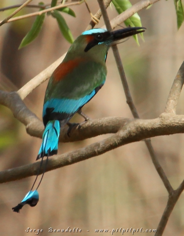 Nouvel habitat, nouvelle végétation, nouveaux oiseaux!!! Alors que nous avons vu quelques Motmots déjà, nous entrons dans le paradis du plus coloré d’entre eux : le Motmot à sourcil bleu qui nous souhaite très tôt la bienvenue!
