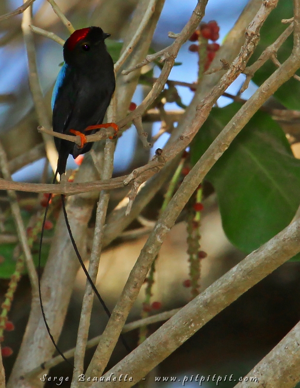 ...Et avant même de rejoindre notre prochain Lodge, nous faisons un arrêt spécial pour observer le super-hyper-ultra-magnifique Manakin fastueux!!! Après 3 observations vraiment trop brèves, loin, et à travers un fouillis de branches pendant 45 minutes d’essai, nous décidons de quitter pour le chercher à un autre endroit le lendemain...