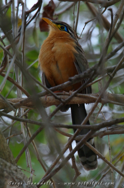 Ici, dans la forêt tropicale sèche, l’oiseau le plus recherché est le Géocoucou de Lesson (un cousin du Roadrunner Américain!) TRÈS discret... souvent au sol... ou dans des arbustes très denses! Parfois, ça nous prend plusieurs essais et quelques heures d’attente pour le voir... Mais cette fois, il s’est montré très rapidement... même si bien caché dans les branches... Mais attendez de voir plus loin.......!!!