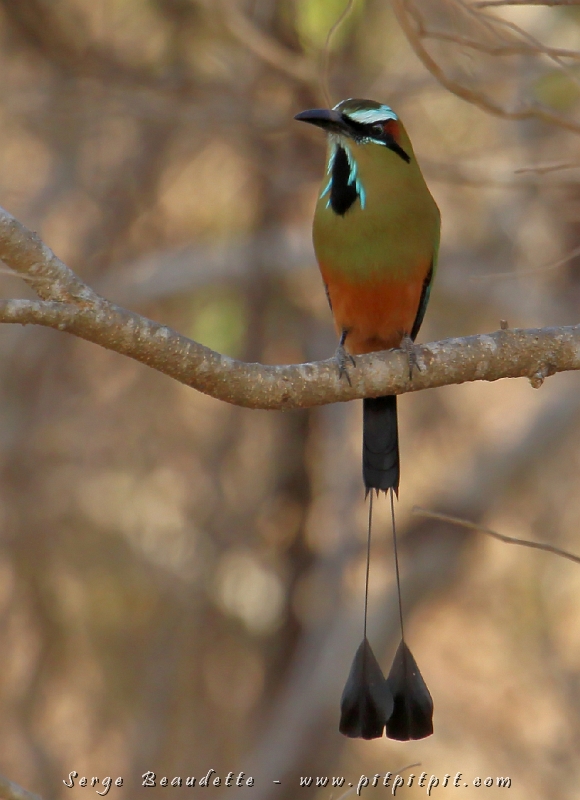 « Encore » une photo du tellement stylisé Motmot à sourcils bleus!!! Vous saviez qu’il naît avec les plumes de la queue tout à fait normales... mais que c’est lui qui les arrange comme ça! Très élégant quand il vol!