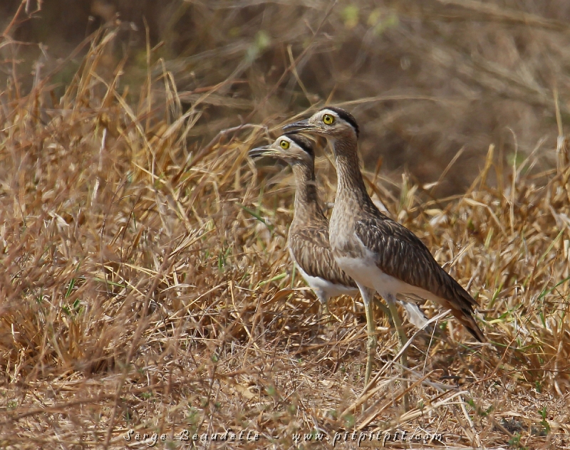 Ma plus belle observation à vie de l’Œdicnème bistrié, un très gros et magnifique limicole des champs des zones tropicales sèches. La vue d’un couple et d’un comportement discret et réservé me laisse suspecter la présence d’un nid pas loin...