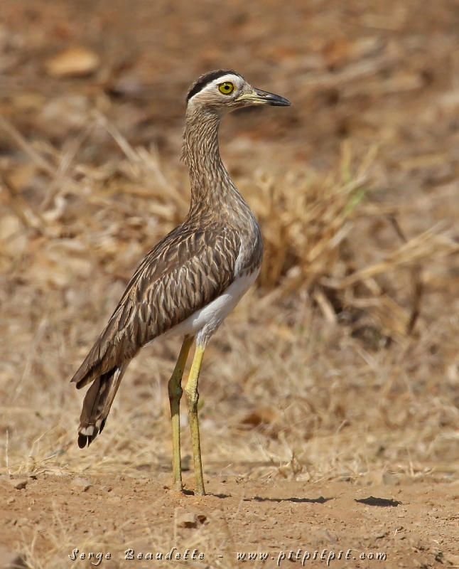 Un autre oiseau très typique et souvent difficile à trouver : l’Œdicnème bistrié!!! Le quoi??? ...J’ai eu l’idée, dans l’autobus, de jouer au téléphone Arabe avec ce nom! Après 16 voyageurs, ça a finit par « Diadème barré »!!! C’est resté tout le long du séjour ici! Hihi!