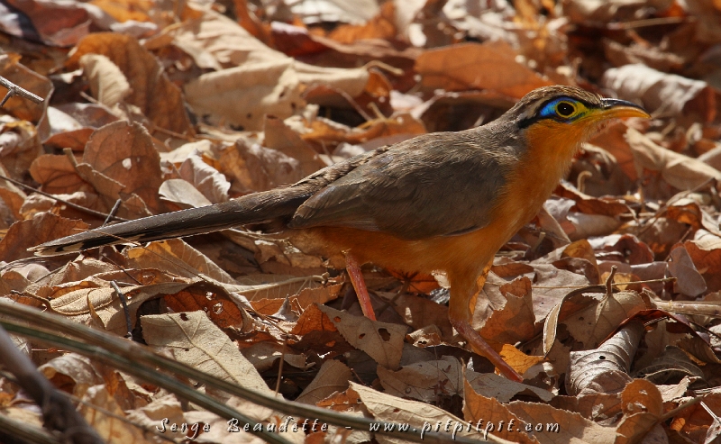 Durant une visite en solitaire dans la forêt sèche, je me suis fait offrir un cadeau d’une valeur inestimable par un Géocoucou de Lesson! ...Il y a de ces observations qui nous touchent carrément POUR LA VIE!!! (...à suivre...)