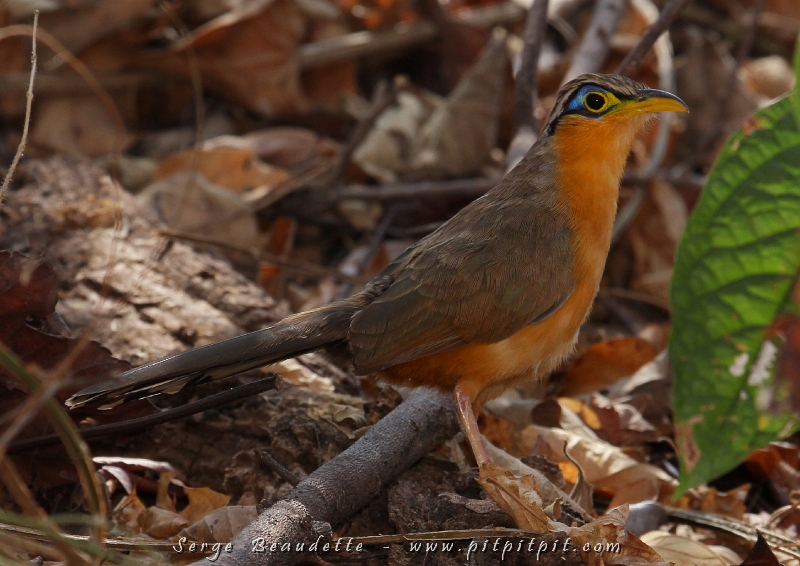 (Suite) ...Il fait chaud... il y a une petite brise... c’est complètement silencieux... et un Géocoucou de Lesson sort de nulle part... à 3 mètres de moi! ...Il prendra une marche lente AVEC MOI durant plus de 20 minutes!!!!!!!!