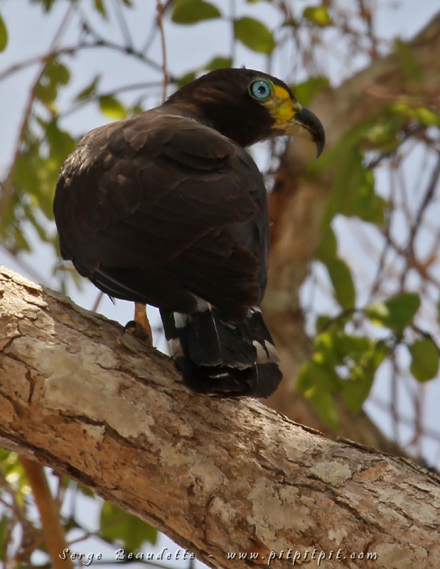 ...Jusqu’à ce qu’un oiseau nous sorte de cette douce détente!!! ...Comme lorsque ce gigantesque Milan bec-en-croc est arrivé sur un arbre près de nous! ...Un oiseau que je n’avais vu qu’en vol et de très loin tout le temps!
